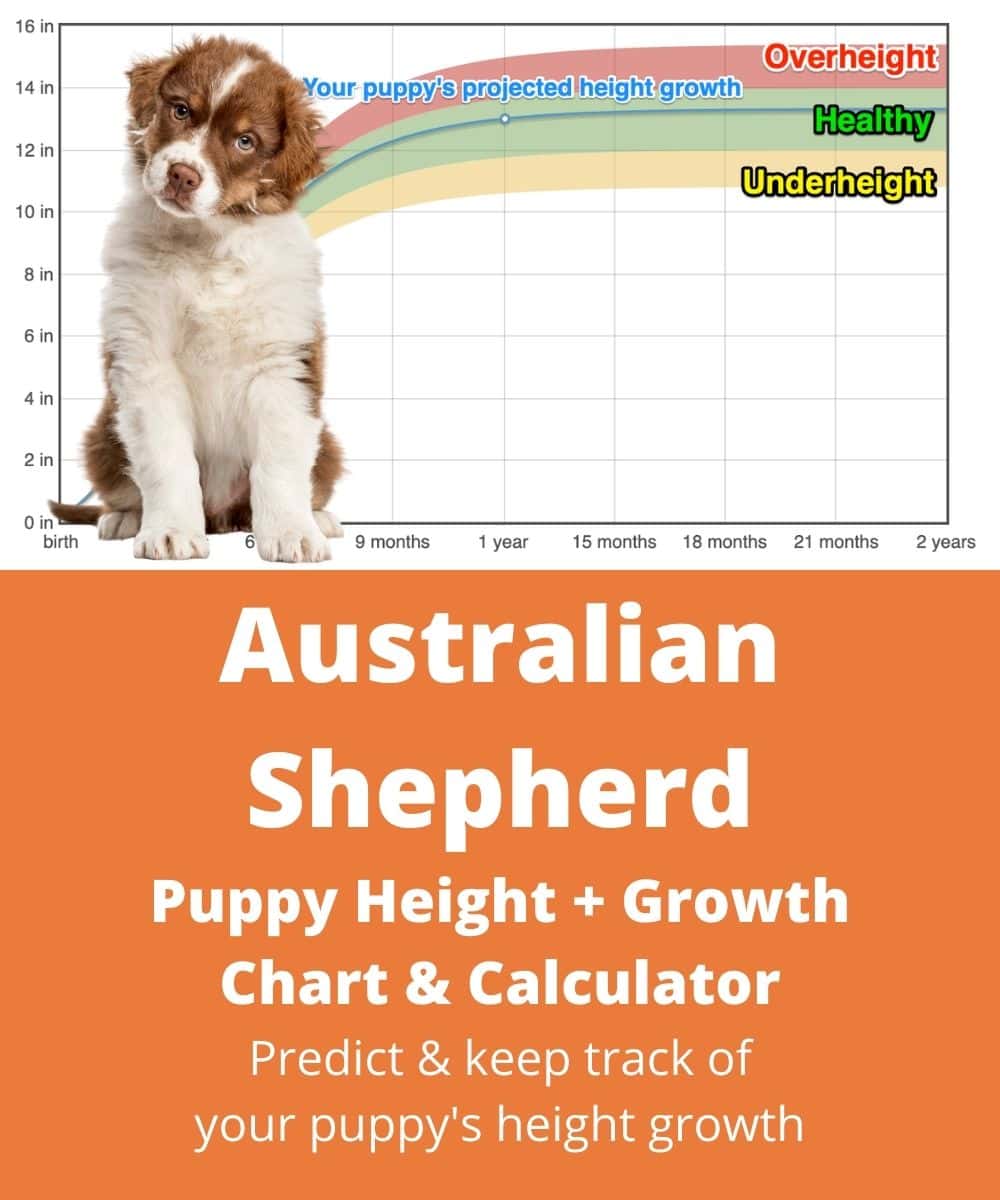 australian-shepherd Puppy height Growth Chart australian-shepherd Puppy height Growth Chart